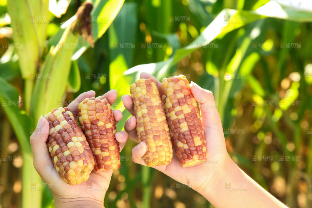 手里拿着小花糯玉米