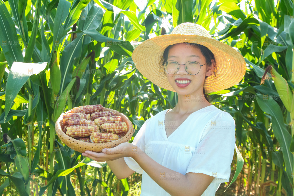 手里拿着小花糯玉米