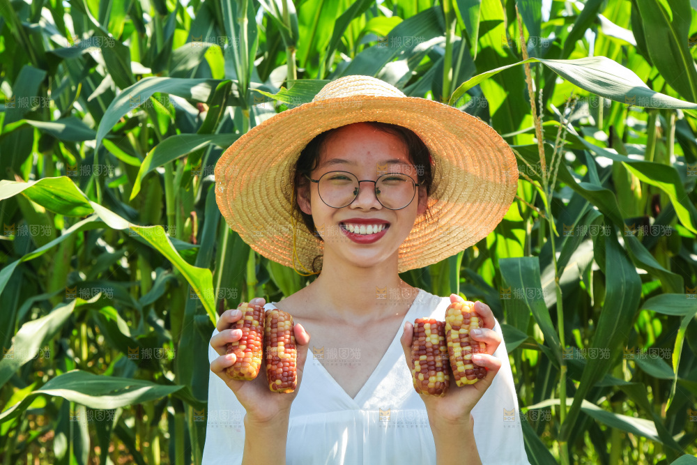 手里拿着小花糯玉米