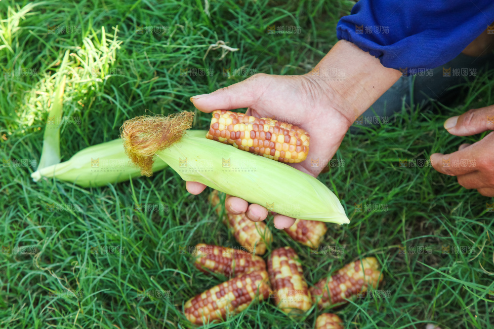 手里拿着小花糯玉米