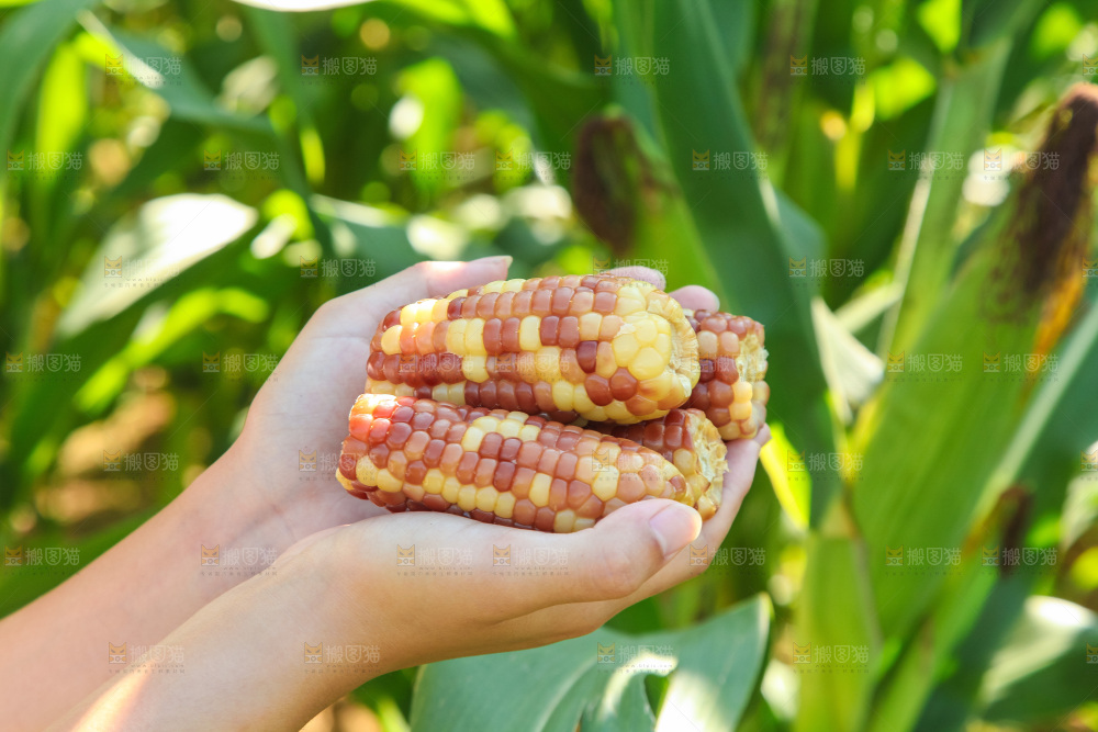手里拿着小花糯玉米