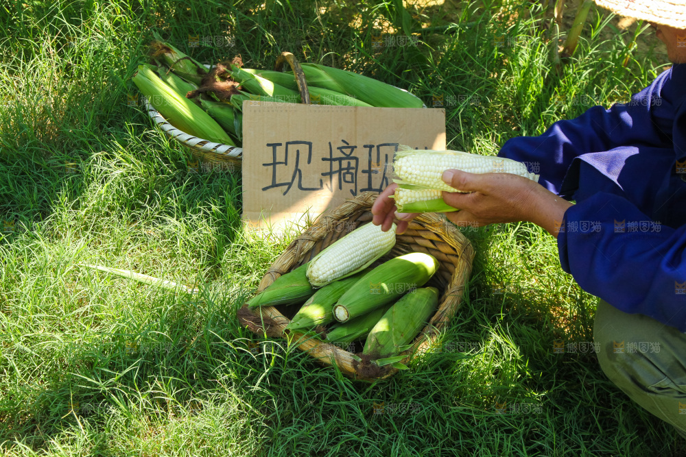 手里拿着牛奶玉米