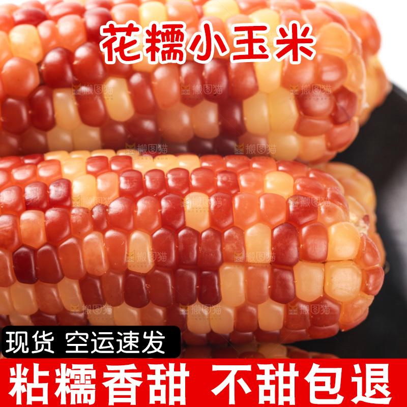 白底上的小花糯玉米
