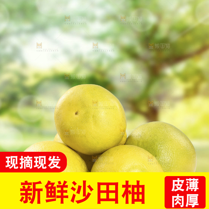 浅底上的沙田柚