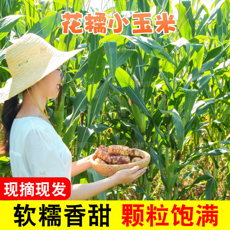 手里拿着小花糯玉米