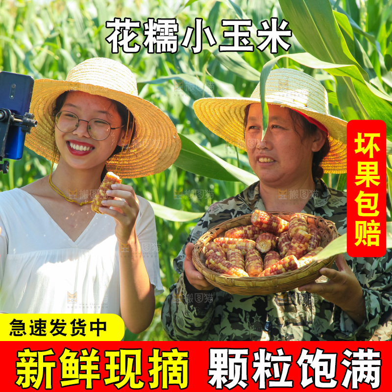 手里拿着小花糯玉米