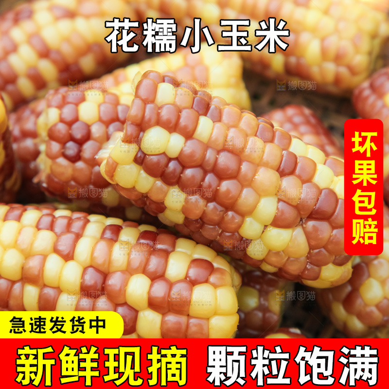 手里拿着小花糯玉米
