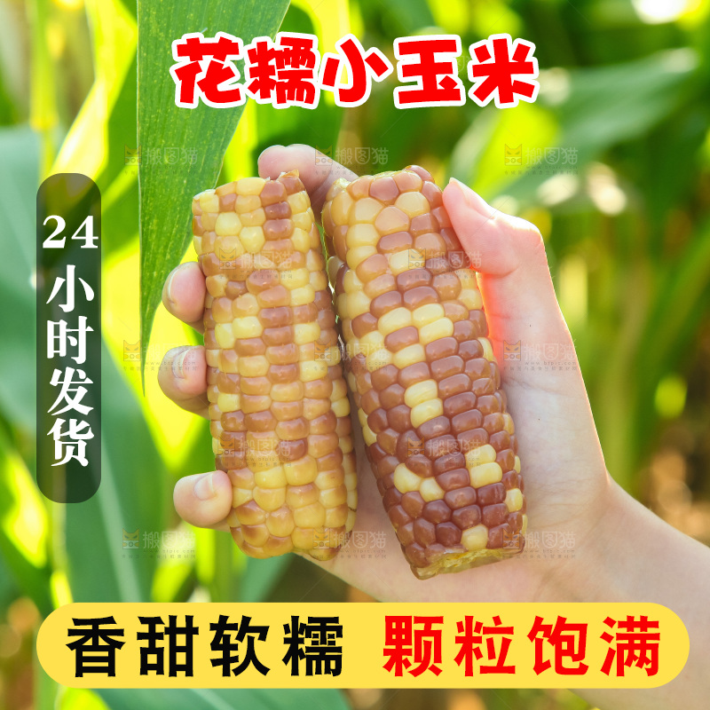 手里拿着小花糯玉米