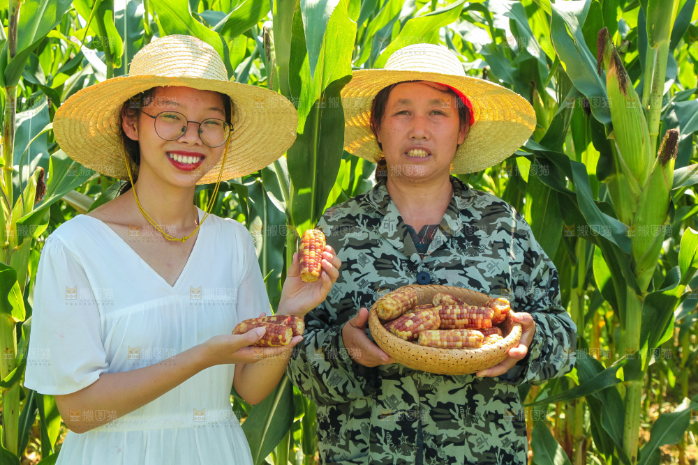 手里拿着小花糯玉米