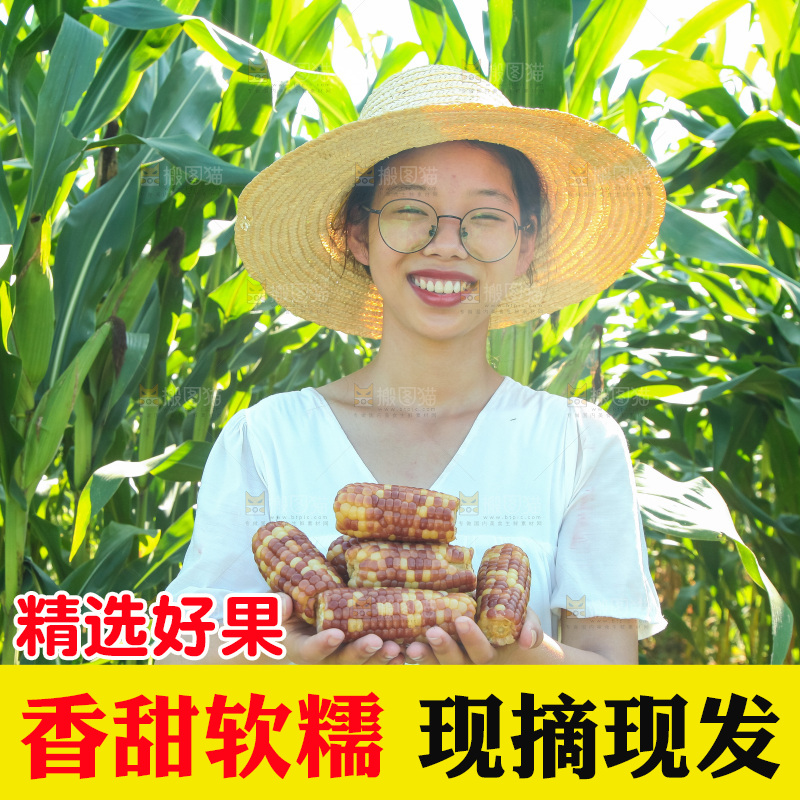 手里拿着小花糯玉米