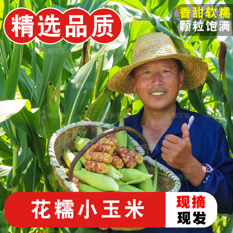 手里拿着小花糯玉米
