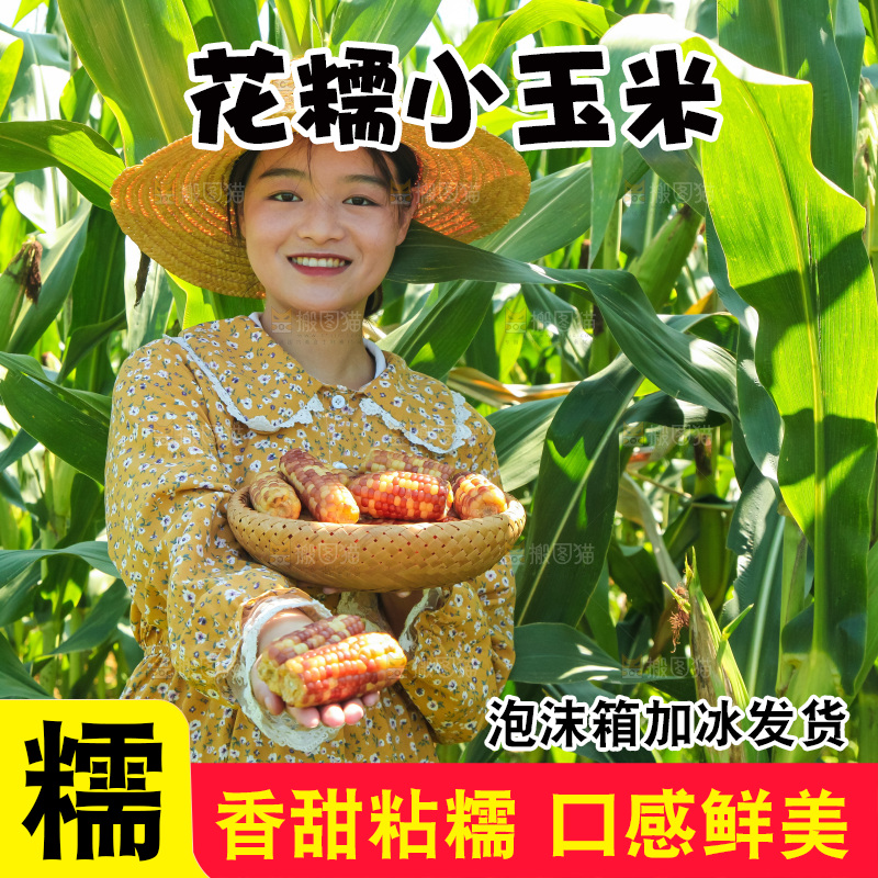 手里拿着小花糯玉米