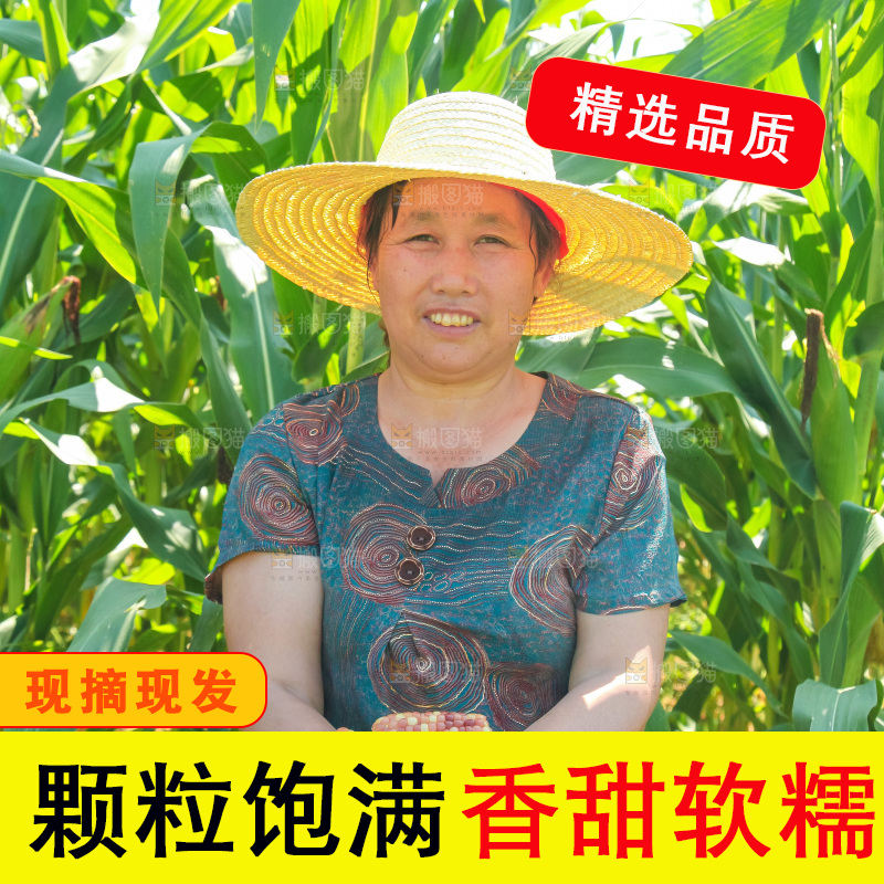 手里拿着小花糯玉米