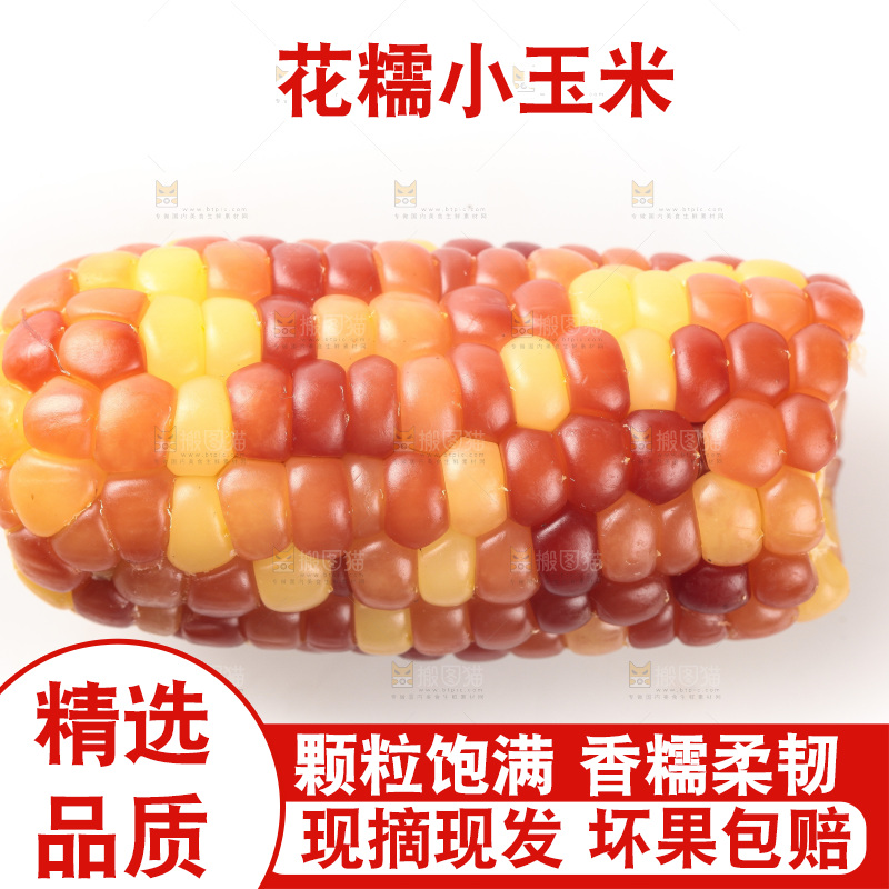 白底上的小花糯玉米