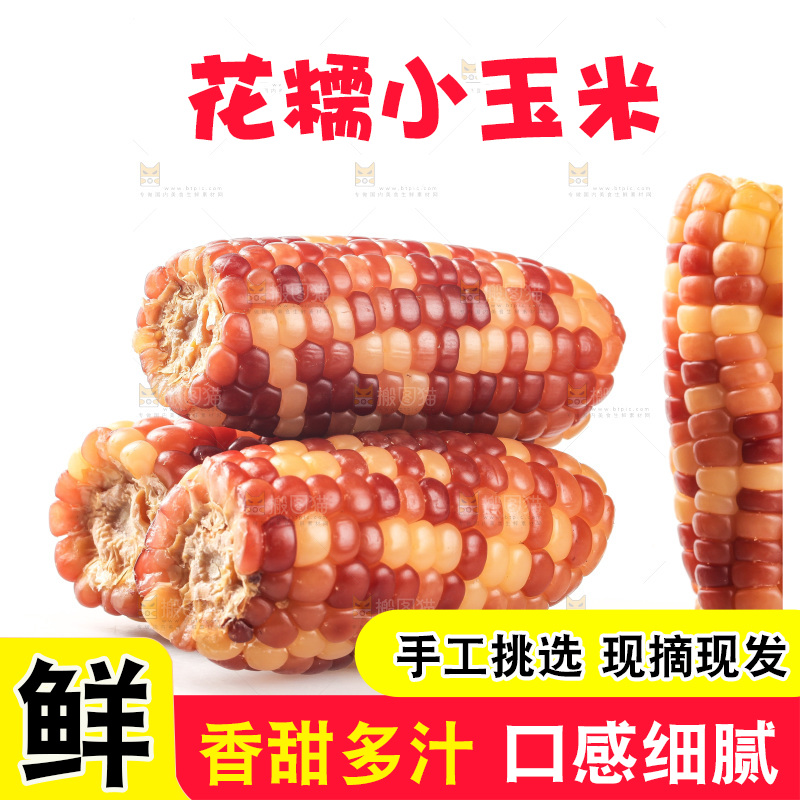 白底上的小花糯玉米
