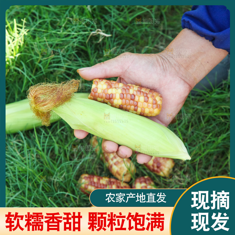 手里拿着小花糯玉米