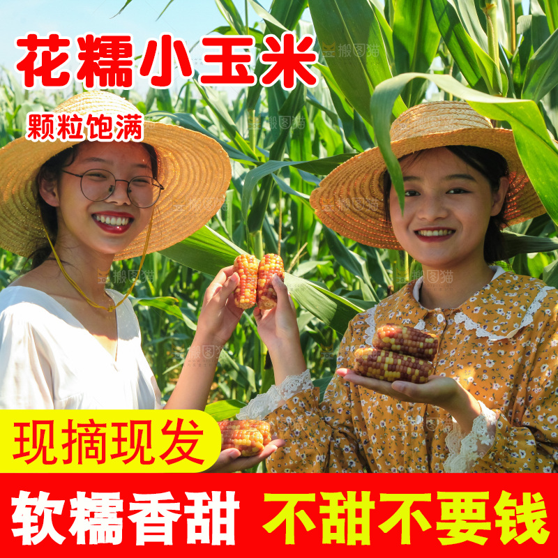手里拿着小花糯玉米