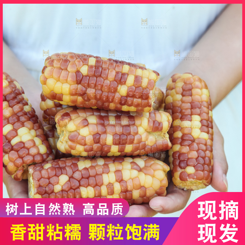 手里拿着小花糯玉米