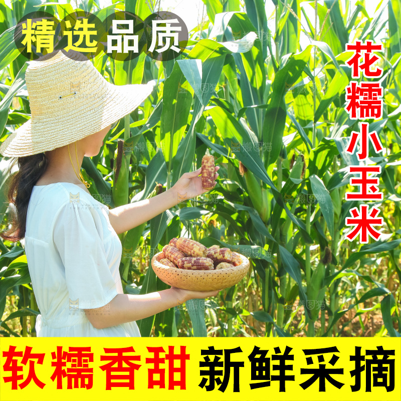 手里拿着小花糯玉米