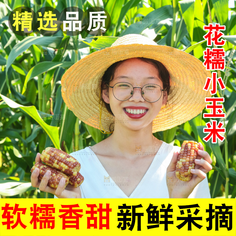手里拿着小花糯玉米