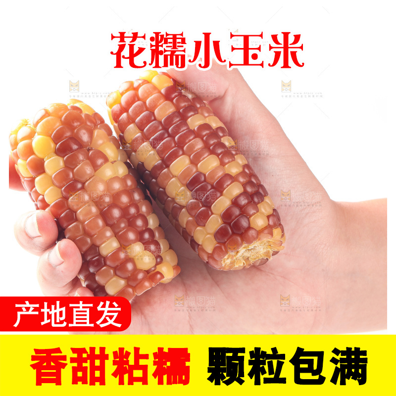 白底上的小花糯玉米