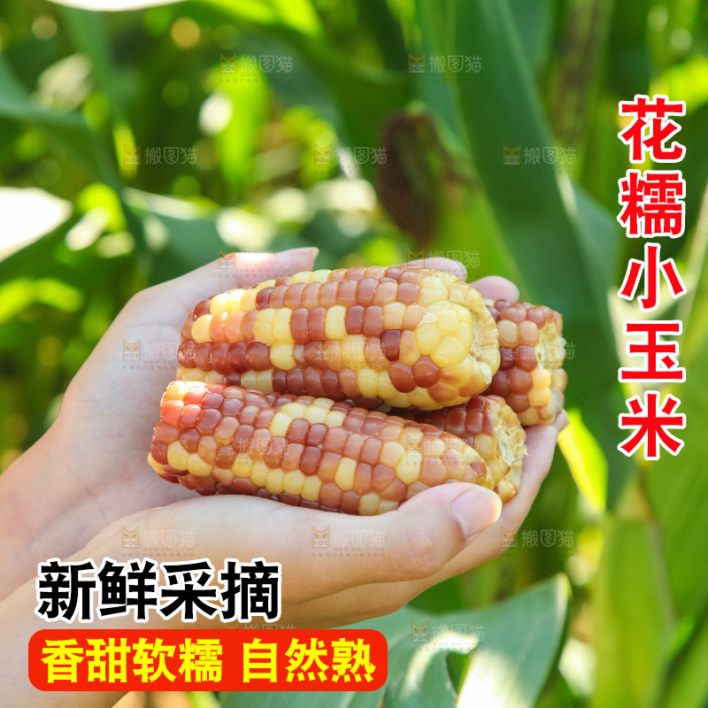 手里拿着小花糯玉米