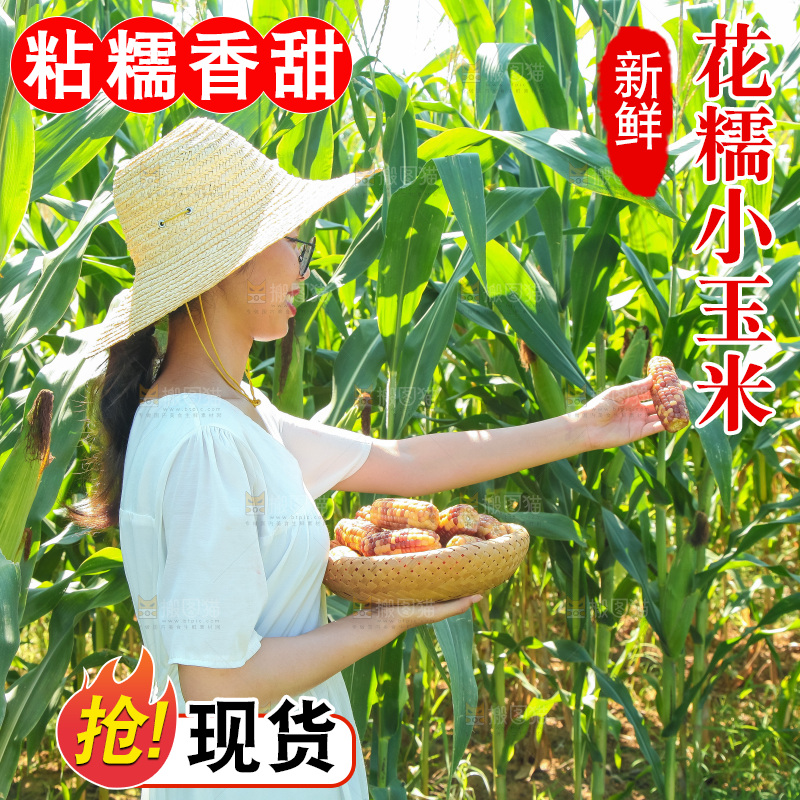 手里拿着小花糯玉米