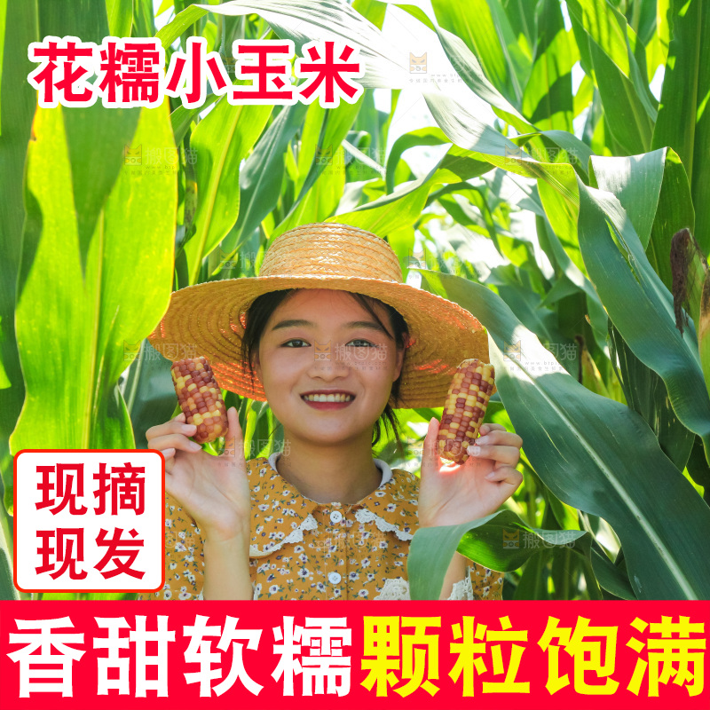 手里拿着小花糯玉米