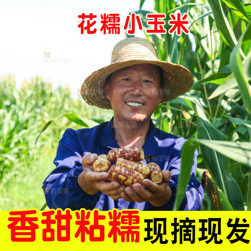 手里拿着小花糯玉米