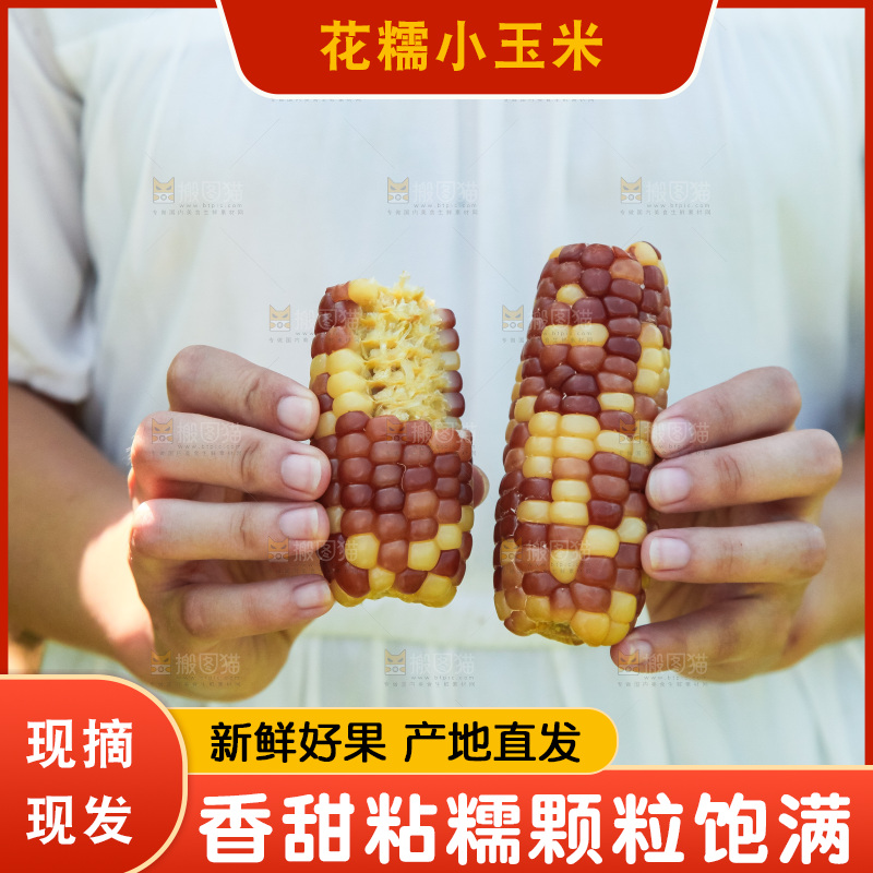 手里拿着小花糯玉米