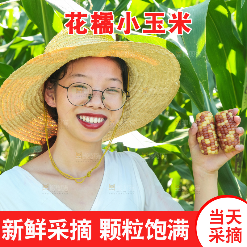 手里拿着小花糯玉米
