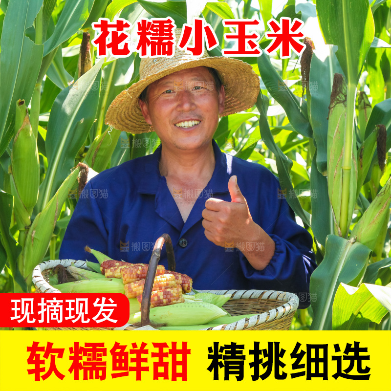 手里拿着小花糯玉米