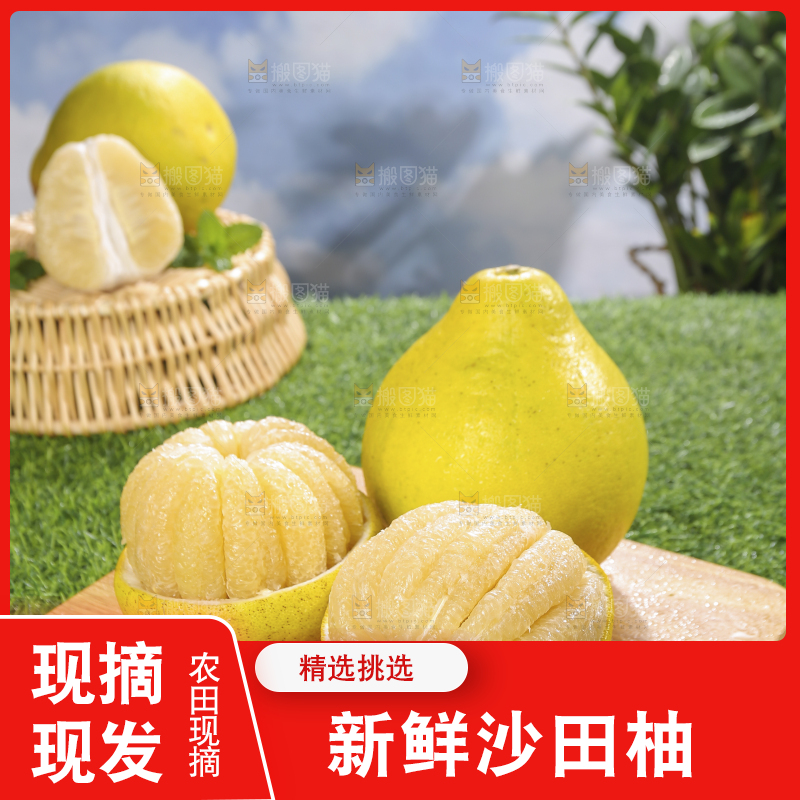 浅底上的沙田柚