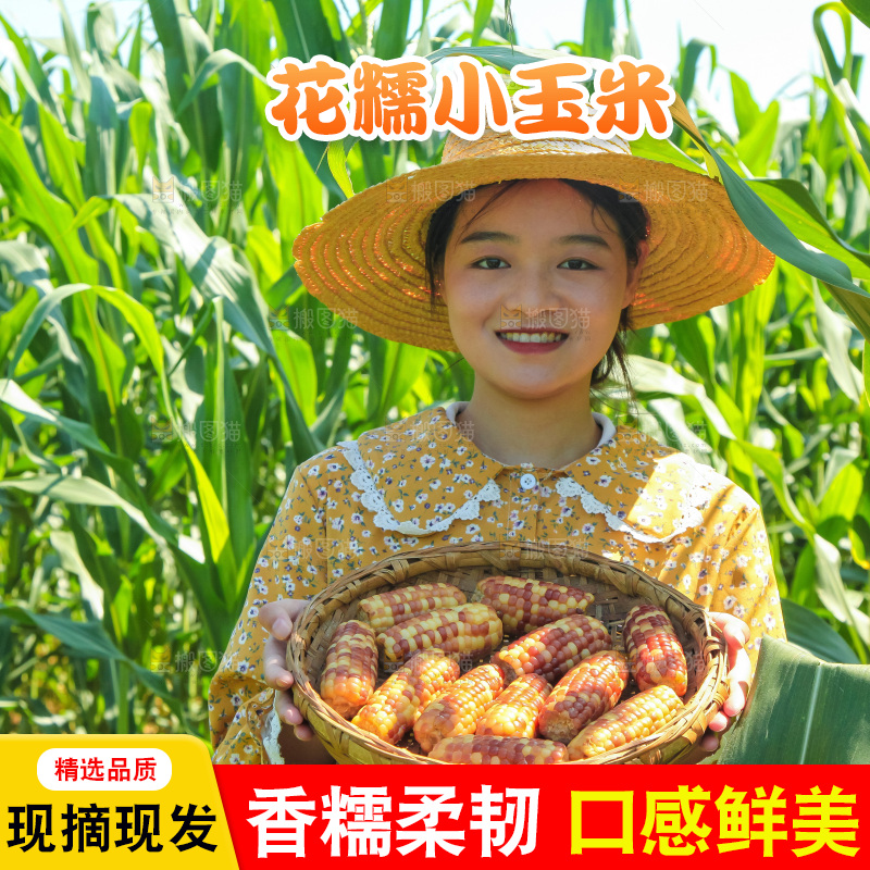 手里拿着小花糯玉米