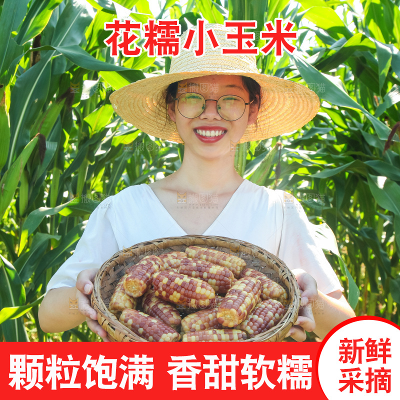 手里拿着小花糯玉米