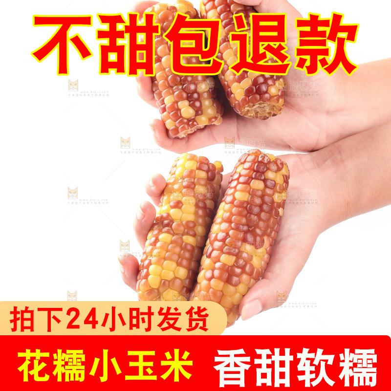 白底上的小花糯玉米