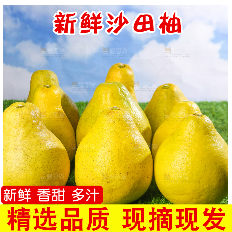 浅底上的沙田柚