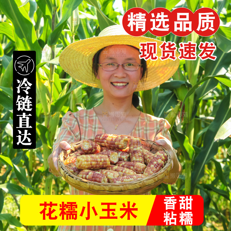 手里拿着小花糯玉米