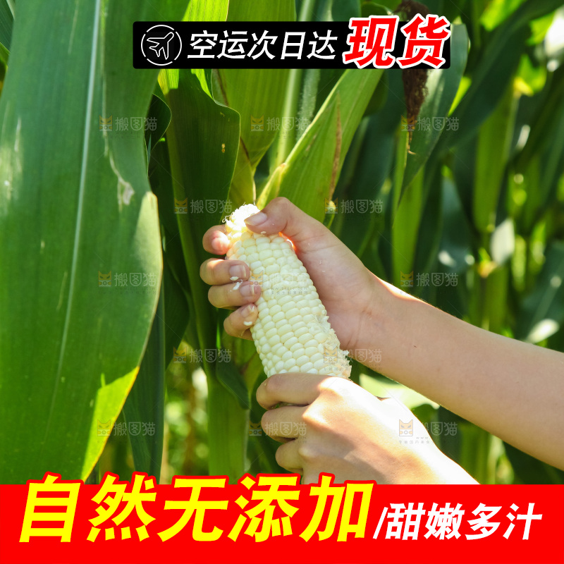 手里拿着牛奶玉米