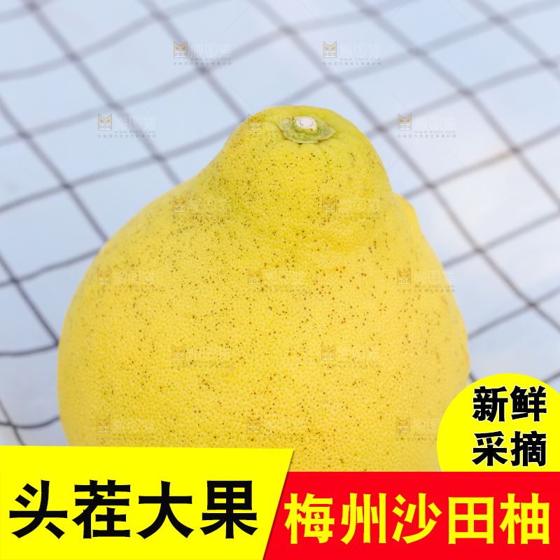 浅底上的沙田柚