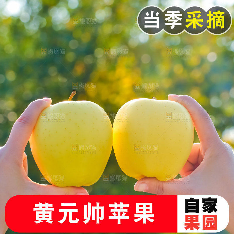手里拿着黄元帅苹果
