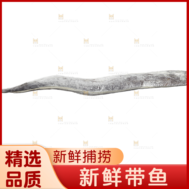 白底上的带鱼