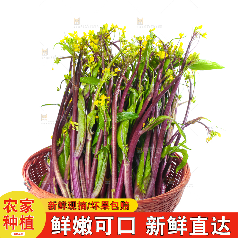 白底上的红菜苔