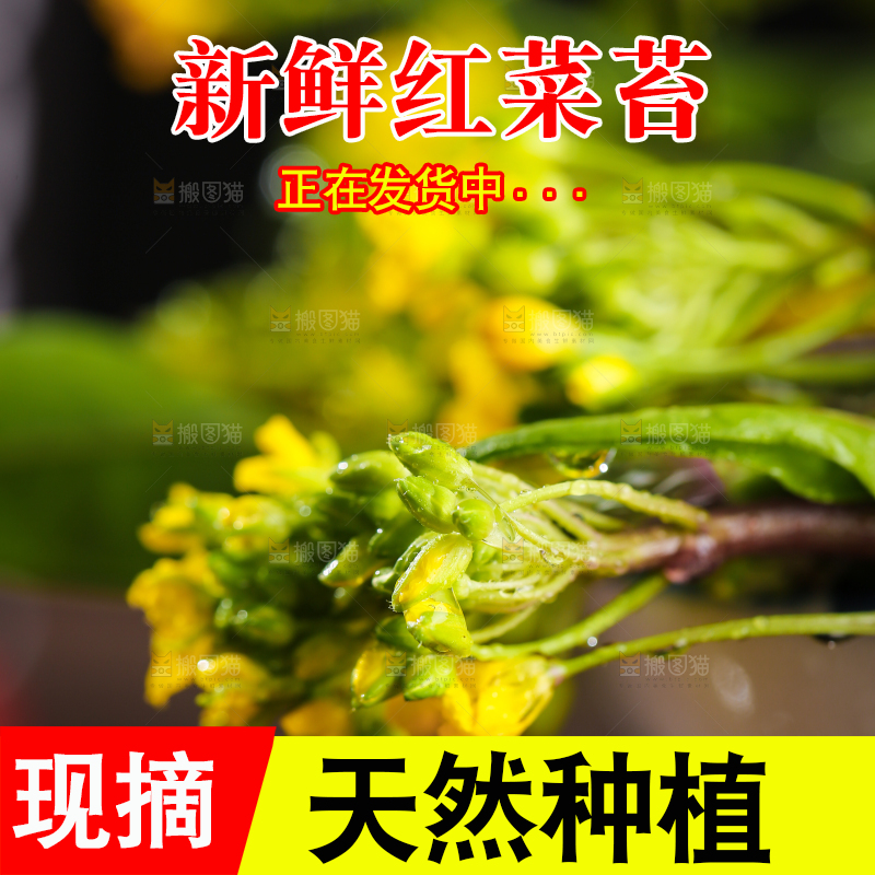 深底上的红菜苔