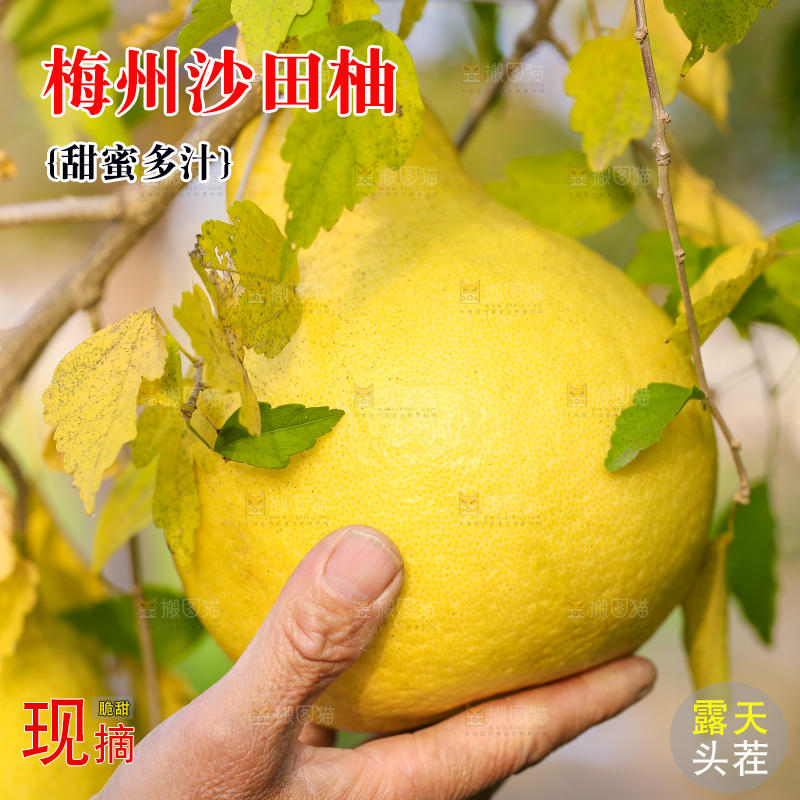 手里拿着沙田柚