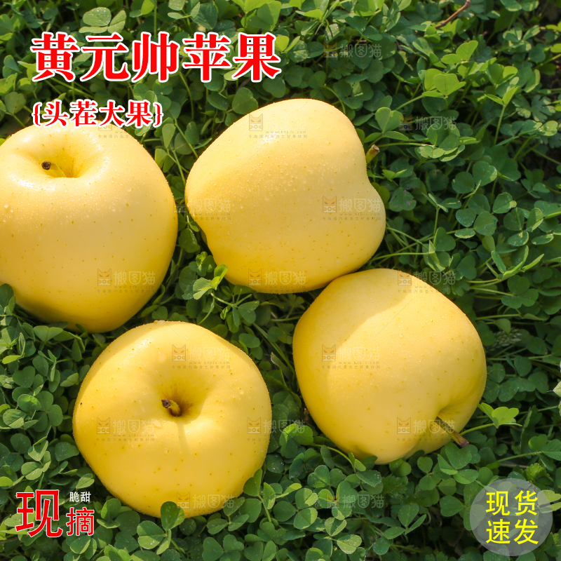 手里拿着黄元帅苹果