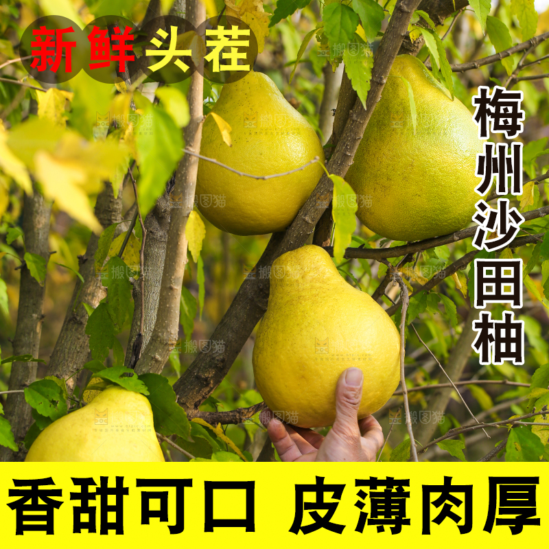 手里拿着沙田柚