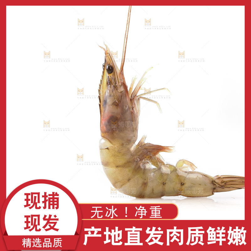 白底上的大虾