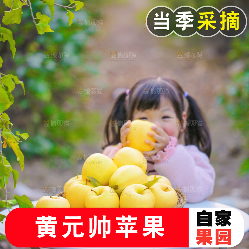 手里拿着黄元帅苹果