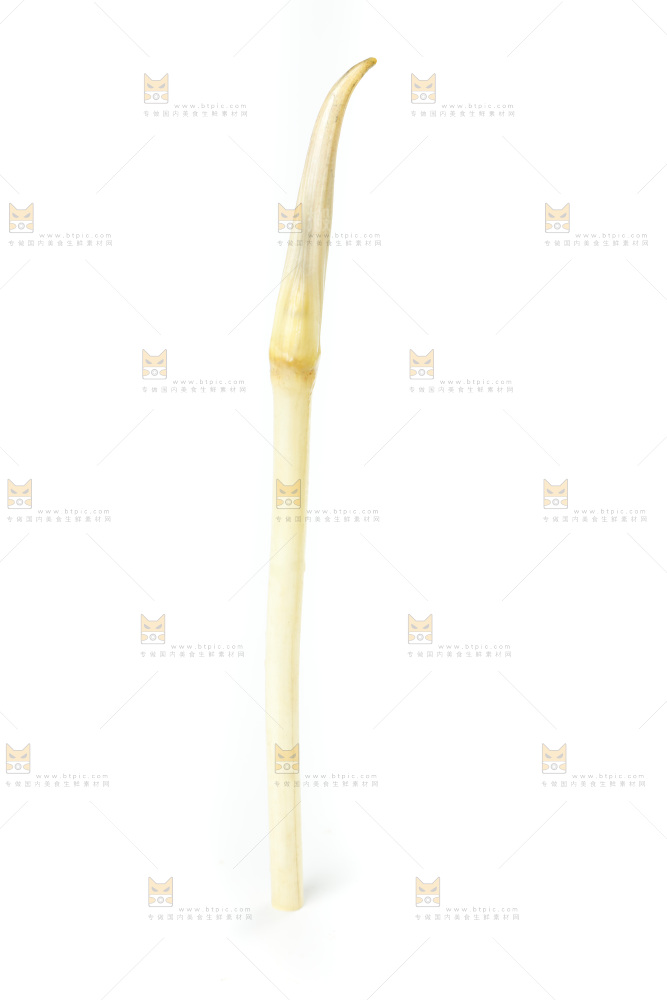 白底上的新鲜藕带